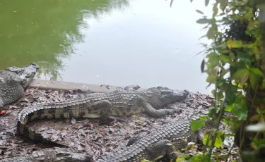 Живой щит: Индия хочет охранять границу змеями и крокодилами