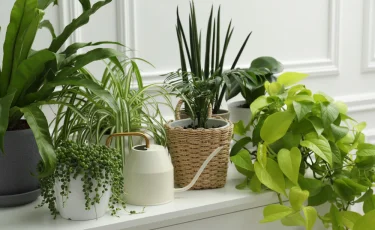 Уход за комнатными растениями: как смягчить воду для полива