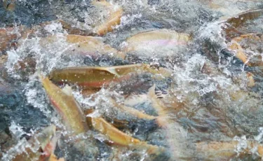 Заңсыз сауда: Атырауда қаражаттың негізсіз жұмсаған  шенеуніктер анықталды