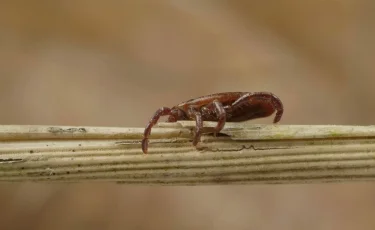 Опасные клещи: в СКО от укусов членистоногих уже пострадало 10 человек