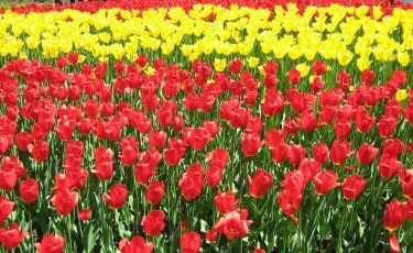 Погода в Алматы с 20 по 26 апреля 2026