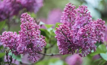 Душистый символ весны: история и интересные факты о сирени