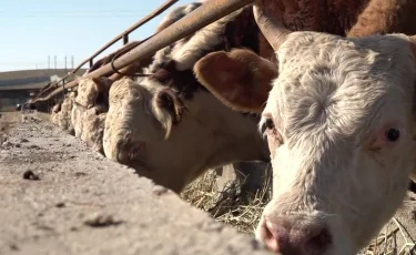 Абай облысында шаруа қожалығының басшысы 250 млн теңге жымқырған