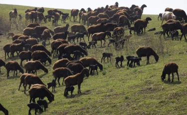 Алматы облысында сақман басталды