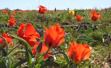 Қызғалдақты қорғау: Түркістанда экологиялық акция өтті