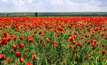 Праздники и фестивали: чем удивит событийный календарь Казахстана в мае