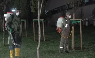 Забота об экологии: свыше 30 видов вредителей угрожают зеленому фонду Алматы