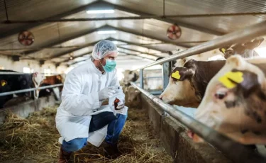 Үкімет ветеринарияны дамытудың кешенді жоспарын бекітті