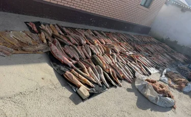 Более 4 тонн рыбы изъято в ходе операции против браконьерства в Атырау