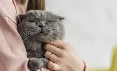 О чем молчат кошки: 7 необычных фактов