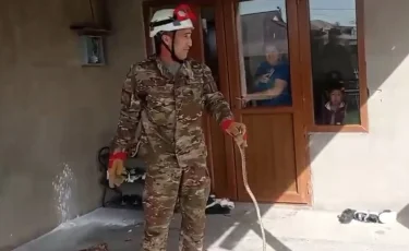 Шымкент атакуют змеи и скорпионы: опасные гады массово заползают в жилые дома и парки