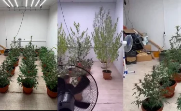 В Алматы полицейские выявили подпольную наркоплантацию (видео)