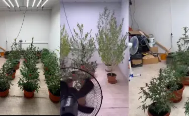 В Алматы полицейские выявили подпольную наркоплантацию (видео)