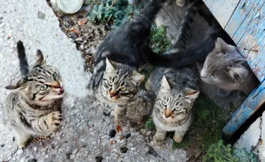 В Караганде из пожара спасли 20 кошек и собаку