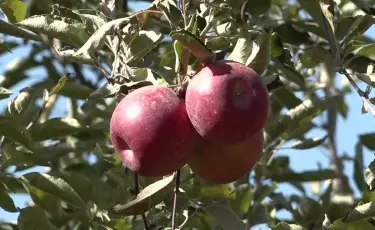 Алматы апорты қайта оралды: тарихи брендтің болашағы қандай