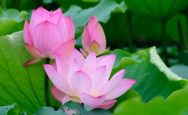 Атырау облысында Lotus Fest-2026 фестиваліне екі күнде 40 мыңнан астам адам қатысты
