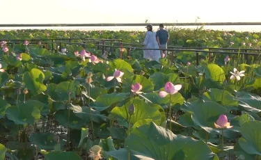LOTUS FEST-2026: Атырау обылысына биыл 50 мыңнан аса қонақ келді