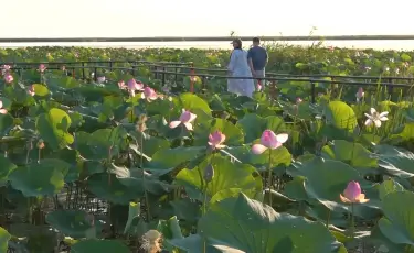 LOTUS FEST-2026: Атырау обылысына биыл 50 мыңнан аса қонақ келді