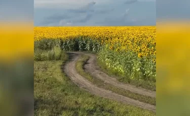 Красота со штрафом: фотосессии на подсолнуховых полях обернулись наказанием