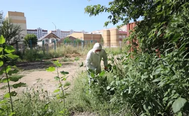 Павлодар зарастает аллергенами: почему опасные сорняки не удается победить