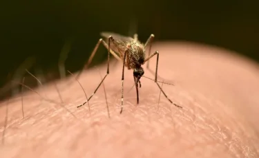 Ученые определили особенно привлекательных для комаров людей