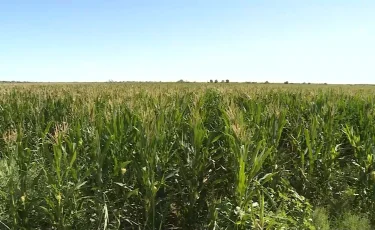 Ғылым мен шаруаның ортақ жетістігі: Түркістан облысында жүгері өнімділігі екі есе өсті