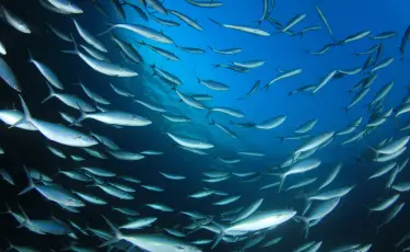 Бурабай көліне 150 мың ақ амур жіберіледі