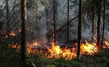 Марқакөл орман шаруашылығында табиғи өрт сөндіріліп жатыр