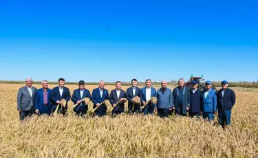 Сыр өңірінде күріш жинау науқанына алғашқы орақ түсті