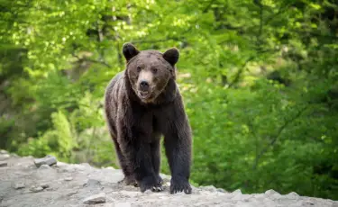 Пошли за грибами и не вернулись: медведь напал на двух женщин