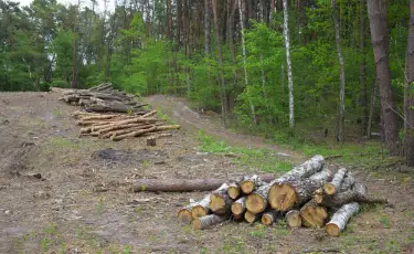 КНБ выявил незаконную схему вырубки леса в «Семей орманы»