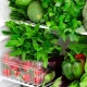 Қандай жеміс пен көкөністі тоңазытқышта сақтауға болмайды