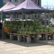 Сладкая покупка с горькими последствиями: в Алматы проверяют продавцов арбузов у дорог