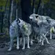 Теперь волки не страшны: биолог расшифровал язык серых хищников