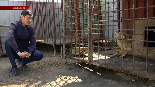 Подросток из Алматинской области вывел гибрид собаки и волка 