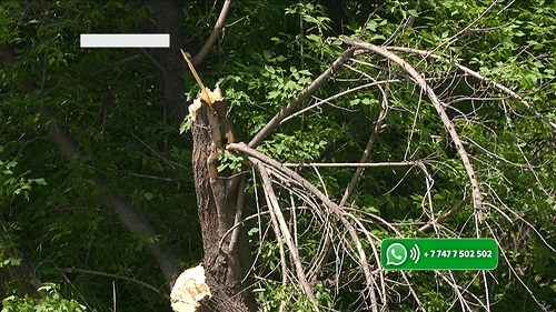 Из-за вырубки деревьев под угрозой затопления оказались дома в Карасайском районе