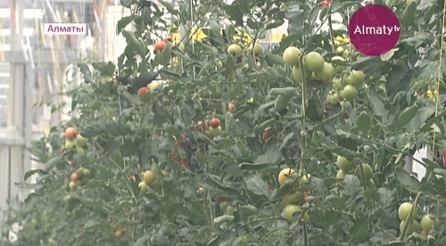 Алматинские аграрии намерены вытеснить китайских конкурентов с рынка овощей