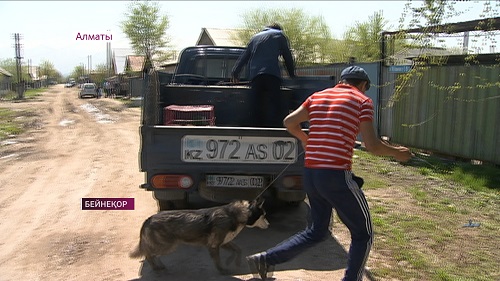 Штрафовать хозяев собак за неубранные экскременты во время выгула предложили в Алматы