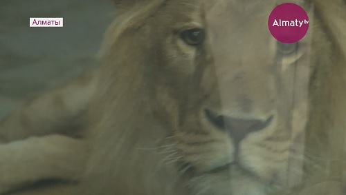 В Алматинском зоопарке появится еще одна львица