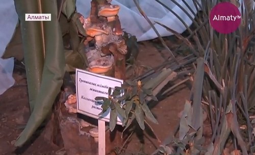 На станции натуралистов в Алматы из-за коммунальной аварии погибли редкие виды растений 