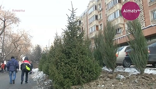 За два спиленных дерева на проспекте Назарбаева виновный посадит двадцать