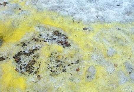 Желтый снег выпал в ВКО: эксперты назвали причину 