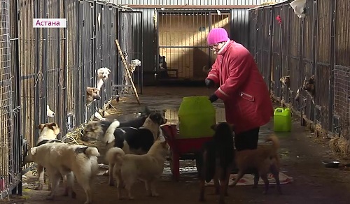 Бездомные животные в Астане: во дворах обитают целые стаи кошек и собак
