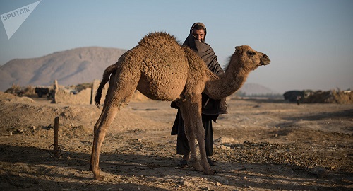 Почти полсотни афганцев пытались нелегально получить статус оралманов 