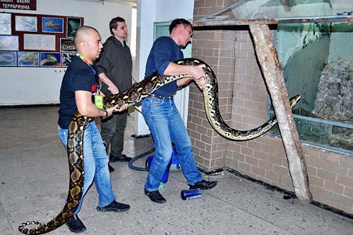 Змею-рекордсменку измерили в алматинском зоопарке 