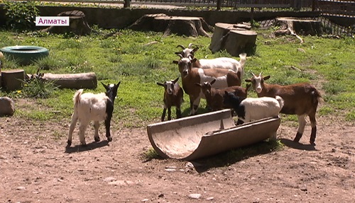 В Алматинском зоопарке откроют детскую школу для любителей фауны 