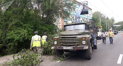 В Алматы дерево рухнуло на прохожего и придавило автомобиль 