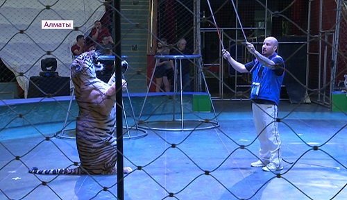 В алматинском цирке детям показали дрессировку тигров