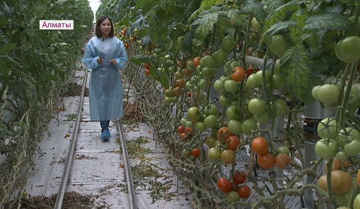 В Алматы принимаются меры по сдерживанию цен на овощи местного производства 