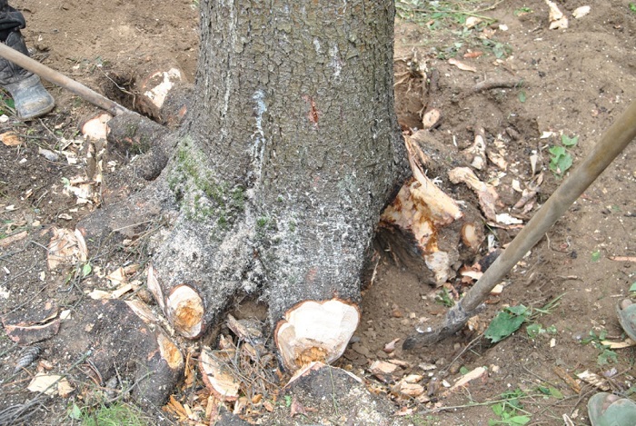 В Алматы за порчу деревьев наказали подрядные организации
